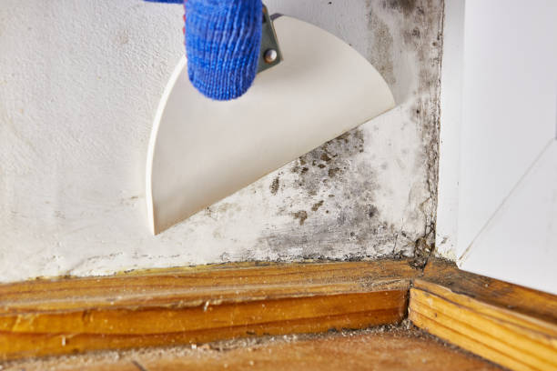 Best HVAC Mold Inspection and Cleaning  in Worthington, KY